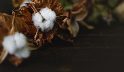 Cotton branch on dark wood background. Delicate and fluffy