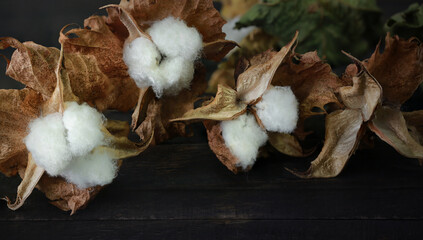 Cotton branch on dark wood background. Delicate and fluffy