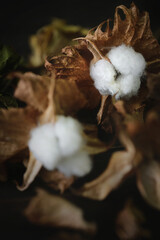 Cotton branch on dark wood background. Delicate and fluffy