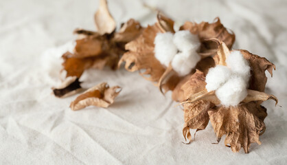 Fototapeta na wymiar Delicate cotton flowers on white cotton cloth background.Organic cotton clothing idea.