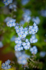 わすれな草のクローズアップ
