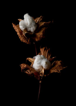 Beautiful white cotton flowers on dark background. Delicate and fluffy flowers with low key shot.