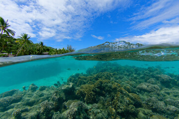 Fototapeta na wymiar lagon transparent de Bora Bora, Polynesie francaise