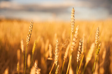 Gold Wheat flied at sunset, rural landscape. Concept of autumn and harvesting. Beautiful Nature Sunset Landscape