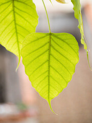 Bodhi leaves are on blurred background.