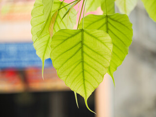 Many Bodhi leaves Is on a blurred background.