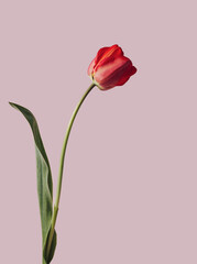 Fototapeta premium Floral design, red tulip. Simple modern nature background. Isolated on pink background. Minimal nature composition with copy space.