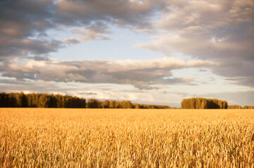 Fototapeta premium Gold Wheat flied at sunset, rural landscape. Concept of autumn and harvesting. Beautiful Nature Sunset Landscape
