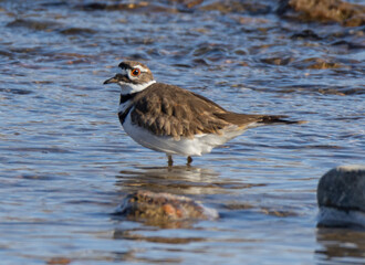 killdeer bird standing in water