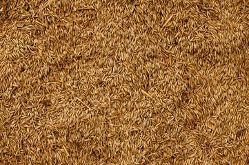 Malted Wheat Grain texture. Rich Harvest concept. Grains close-up.