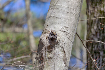 The squirrel is carrying her young one in her mouth and arms to a safer place.