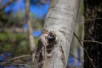 The squirrel is carrying her young one in her mouth and arms to a safer place.