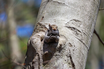The eastern gray squirrel is carrying her young one in her mouth and arms to a safer place