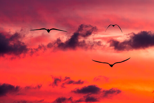 Sunset Birds Uplifting Inspirational Journey