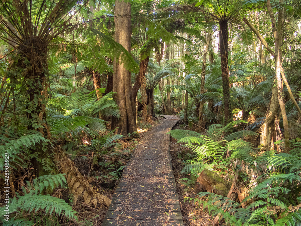 Wall mural the telegraph saddle to sealers cove track is very popular among day walkers and overnight campers a