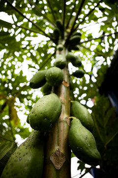 Vertical shot of green papayas hanging from a tree