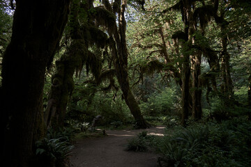 Obraz premium Moss covered ancient trees in Olympic National Forest