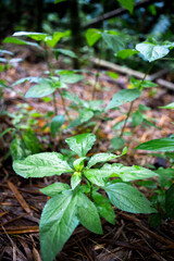 Vertical shot of green plant leaves grown in a forest
