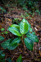 Vertical shot of green plant leaves grown in a forest