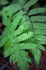 Vertical shot of green fern plants on a blurred background..