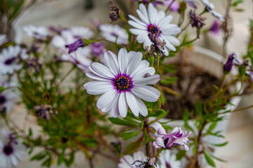 Flower Pots Full Of White And Purple Flowers