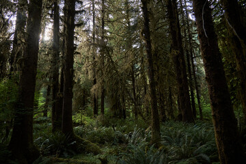 Lichen covered pine trees in Olympic National Forest