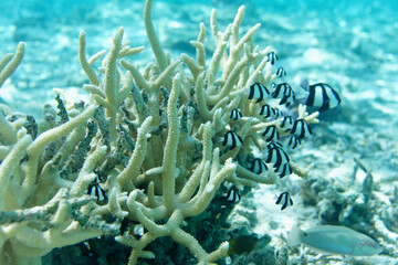 Fototapeta na wymiar poissons et coraux dans le lagon de Bora Bora, Polynesie francaise