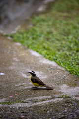 Vertical shot of a tiny bird standing on the ground
