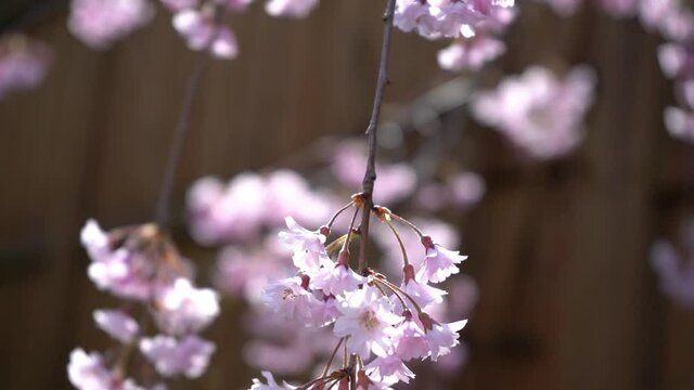 Japanese weeping cherry blossom blooming - upward panning shot of beautiful Sakura cherry blossom flowers in Japan - Cherry branch with flowers in spring bloom beautiful Japanese tree branch blossoms