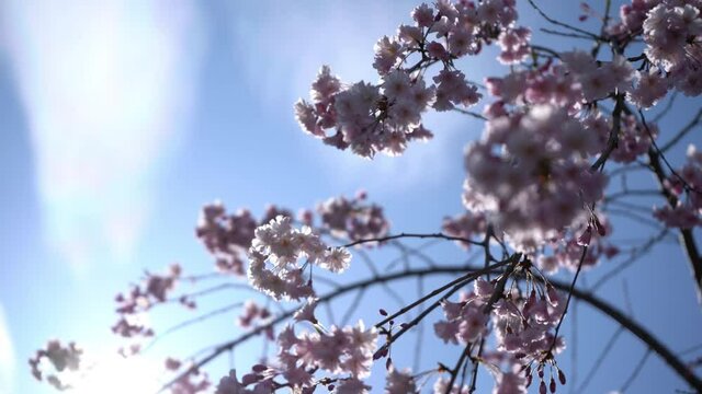 Bottom view up of Japanese cherry blossom tree flowers blooming in spring - close up of Japan Sakura tree branches and flower - blue sky in background