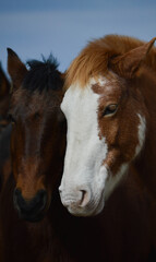 Fototapeta premium portrait of horse couple