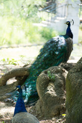 Obraz premium peacock with feathers