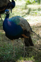 Fototapeta premium peacock in the park