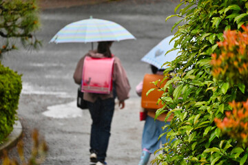 雨の日の雨傘で通学の女子の後ろ姿