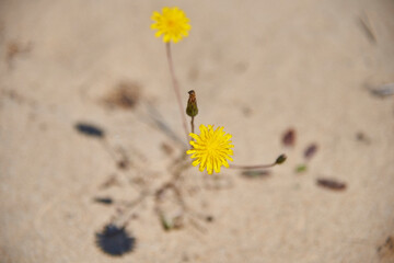 Fototapeta na wymiar Open Yellow Dandelion Blossom on sandy background
