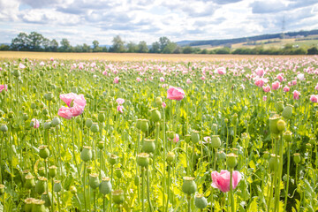 Meadow in Summer with pink poppies