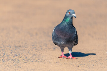 Australian Rock Dove, also known as a Feral Pigeon
