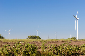 Group of modern windmills in the countryside near Tarariras, Colonia. © Marquicio