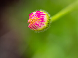 Macro of pink wildflower bud