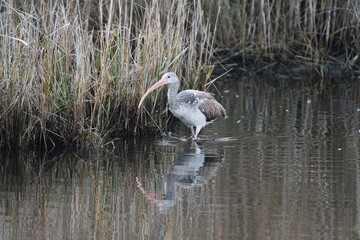 White Ibis