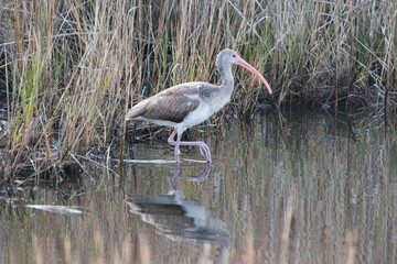 White Ibis