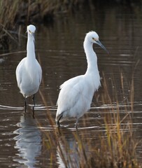 Snowy Egrets