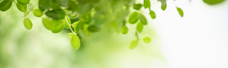 Closeup of beautiful nature view green leaf on blurred greenery background in garden with copy space using as background cover page concept.