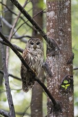 Barred Owl