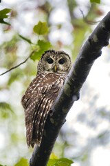 Barred Owl