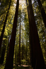 Venerable Giant Redwood Trees in Northern California