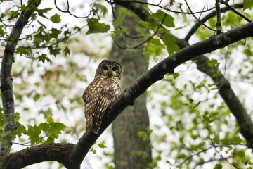 Barred Owl in tree