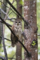 Barred Owl