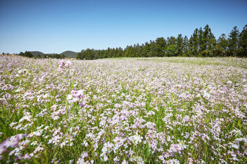 Fototapeta na wymiar Wildflowers in the field