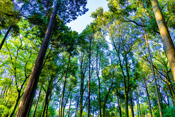 Obraz premium 空と木と葉